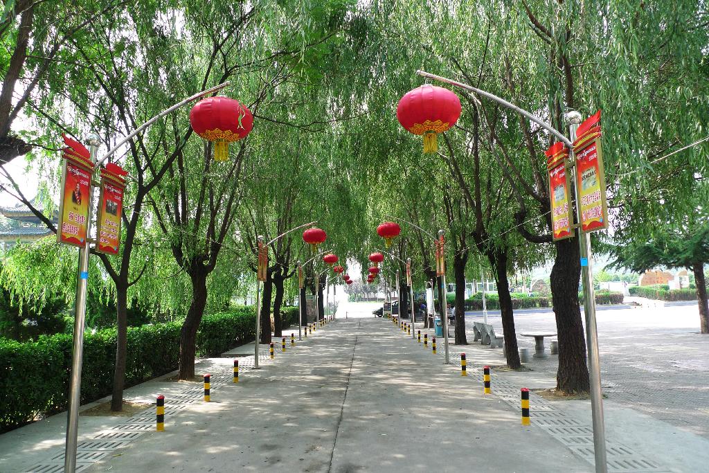 红灯映翠柳